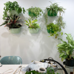 living plant wall in my studio