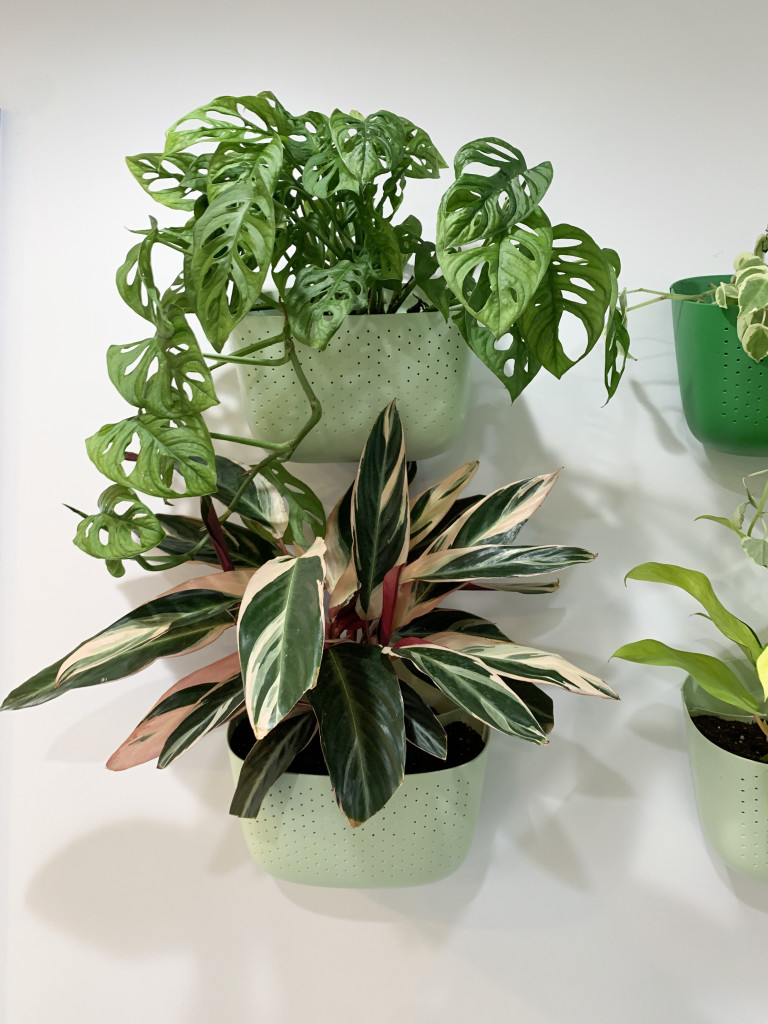 living plant wall with stromanthe and monstera adansonii