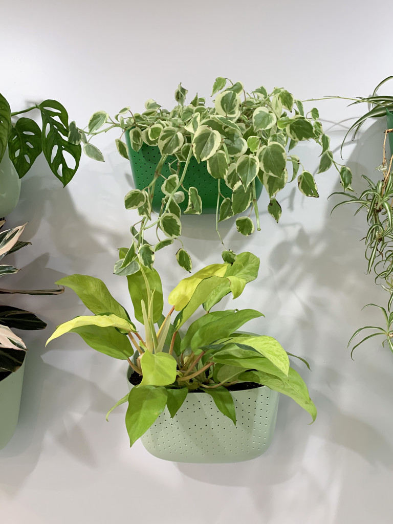 living plant wall with peperomia and philodendron
