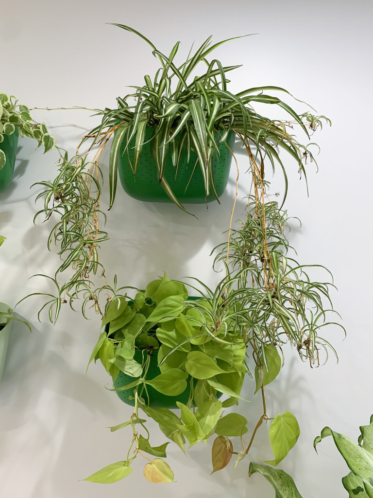 living plant wall with spider plant and philodendron