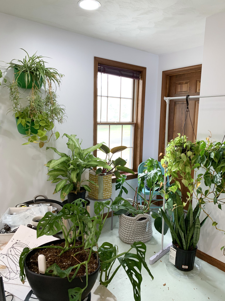 living plant wall and houseplants in artist studio