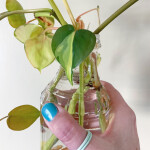 philodendron brasil leaves and stacking rings
