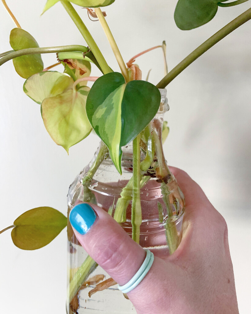 propagating a philodendron brasil in water and colorful stacking rings
