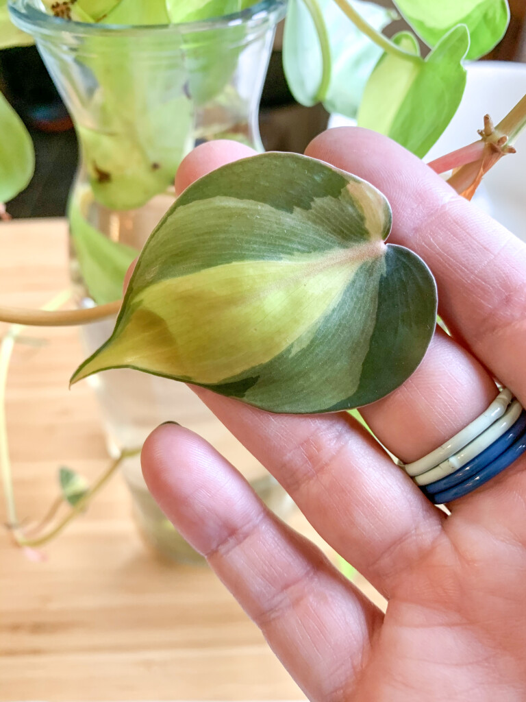 philodendron brasil leaves and colorful stacking rings