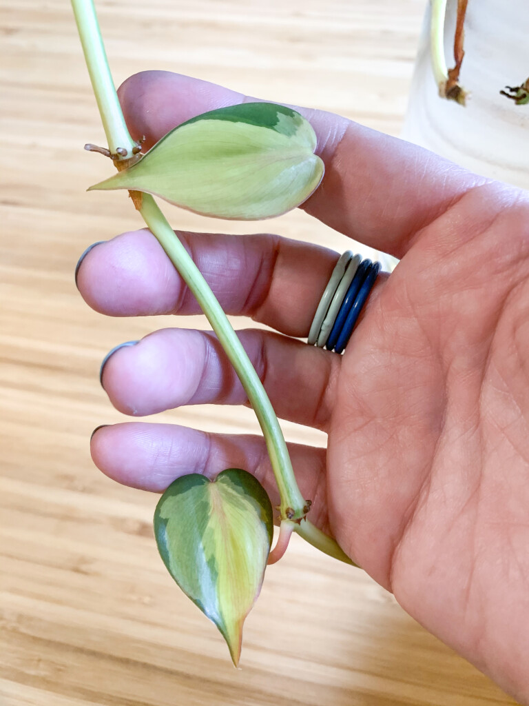 philodendron brasil leaves and colorful stacking rings