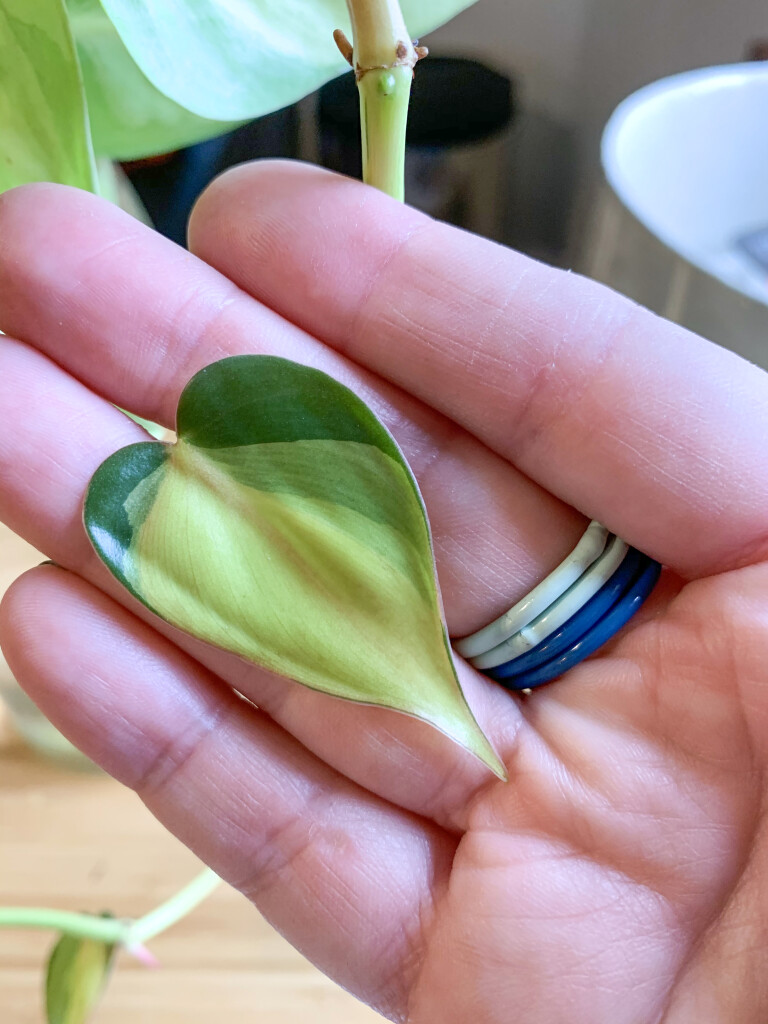 philodendron brasil leaves and colorful stacking rings