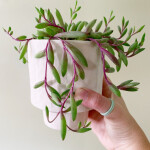 string of rubies (the plant) with stacking rings and a handmade ceramic planter