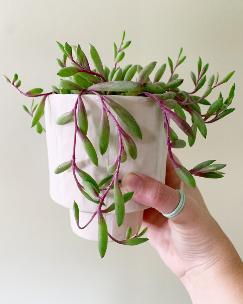 string of rubies succulent in handmade ceramic planter with stacking rings