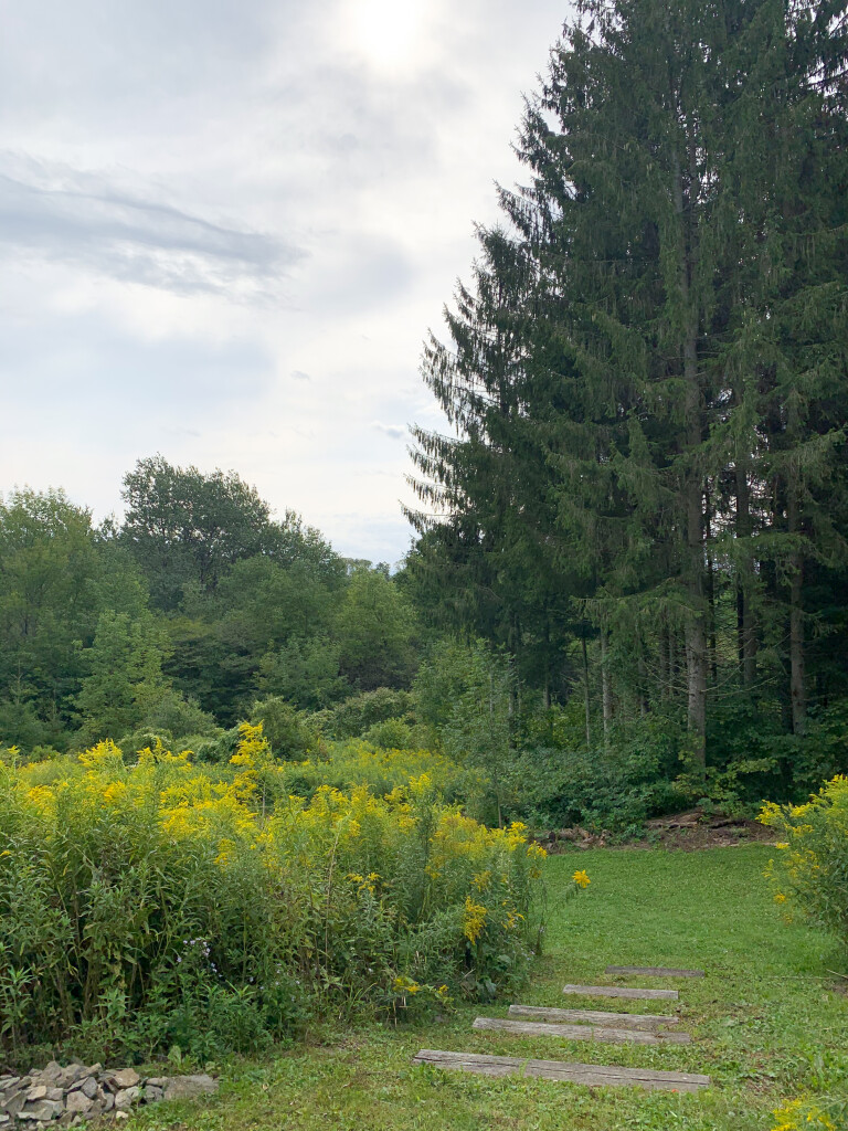 in the woods in upstate New York