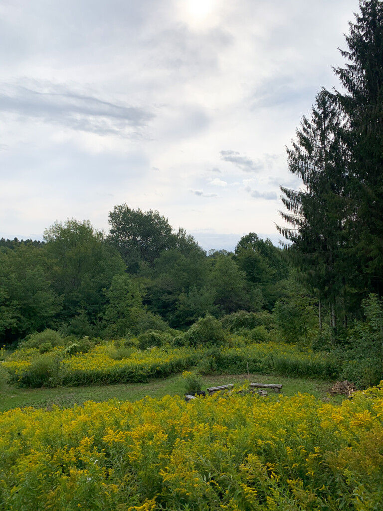 in the woods in upstate New York