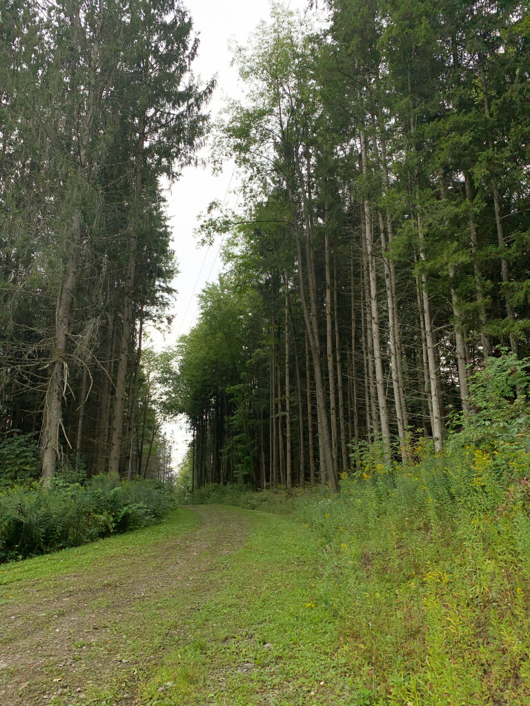 in the woods in upstate New York