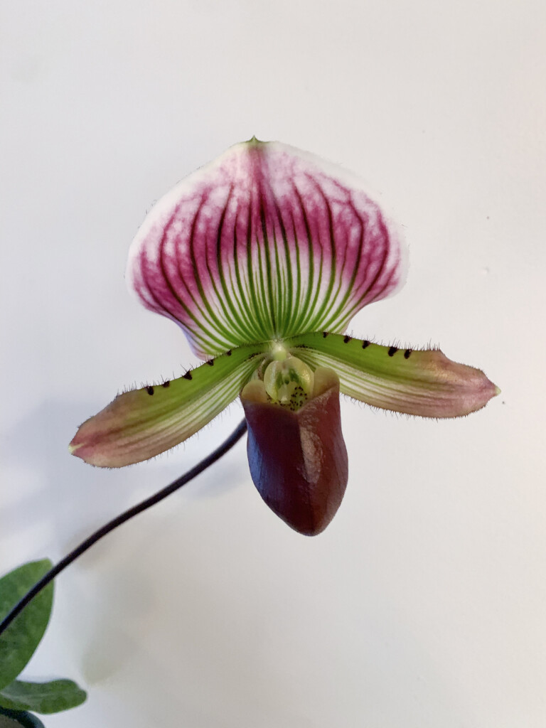 lady slipper orchid