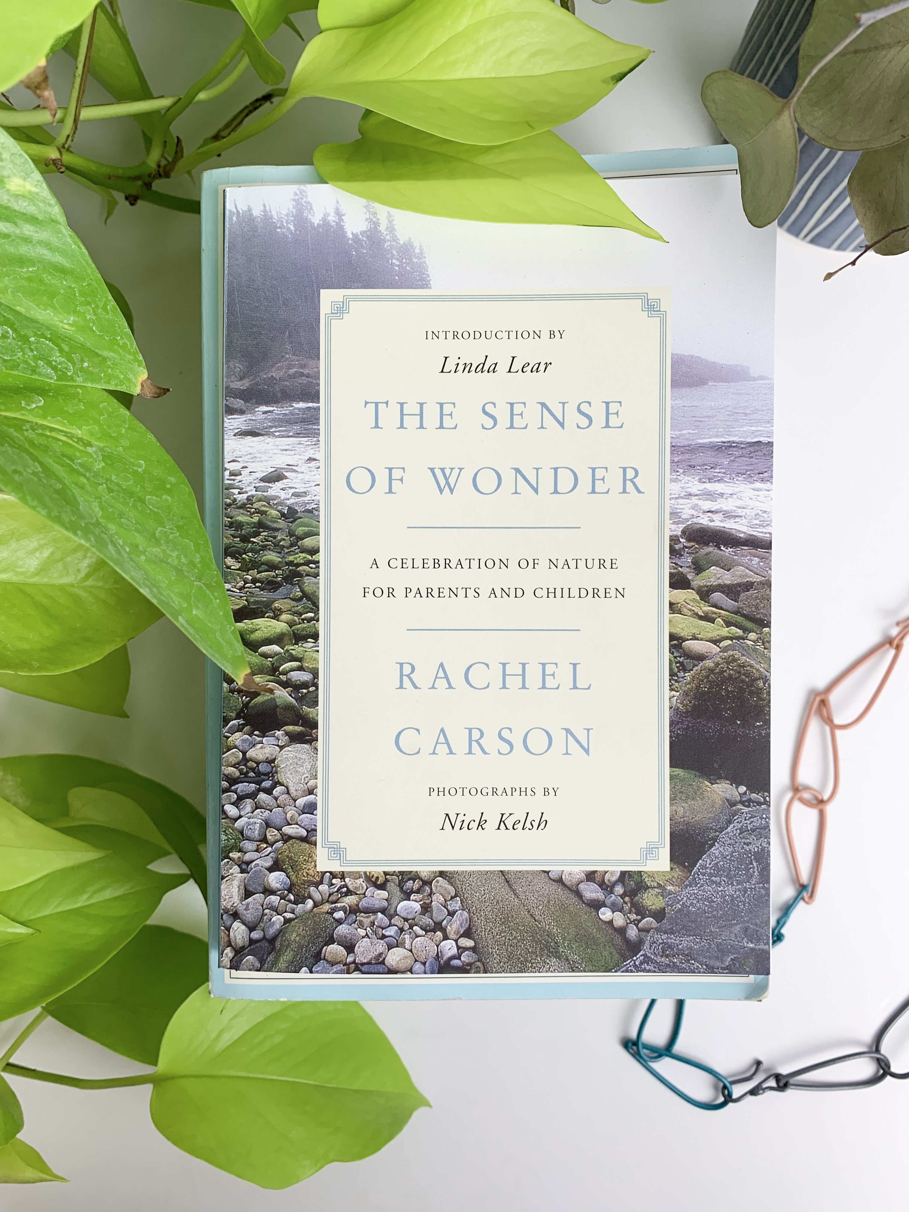 book review: The Sense of Wonder by Rachel Carson