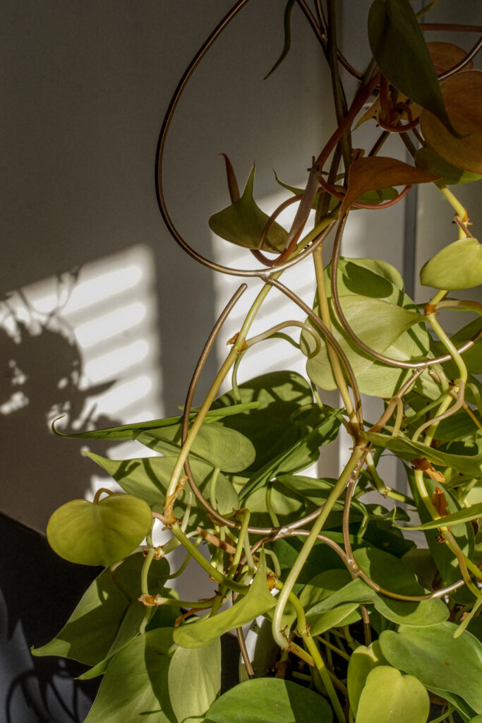 neon philodendron with bronze indoor plant trellis