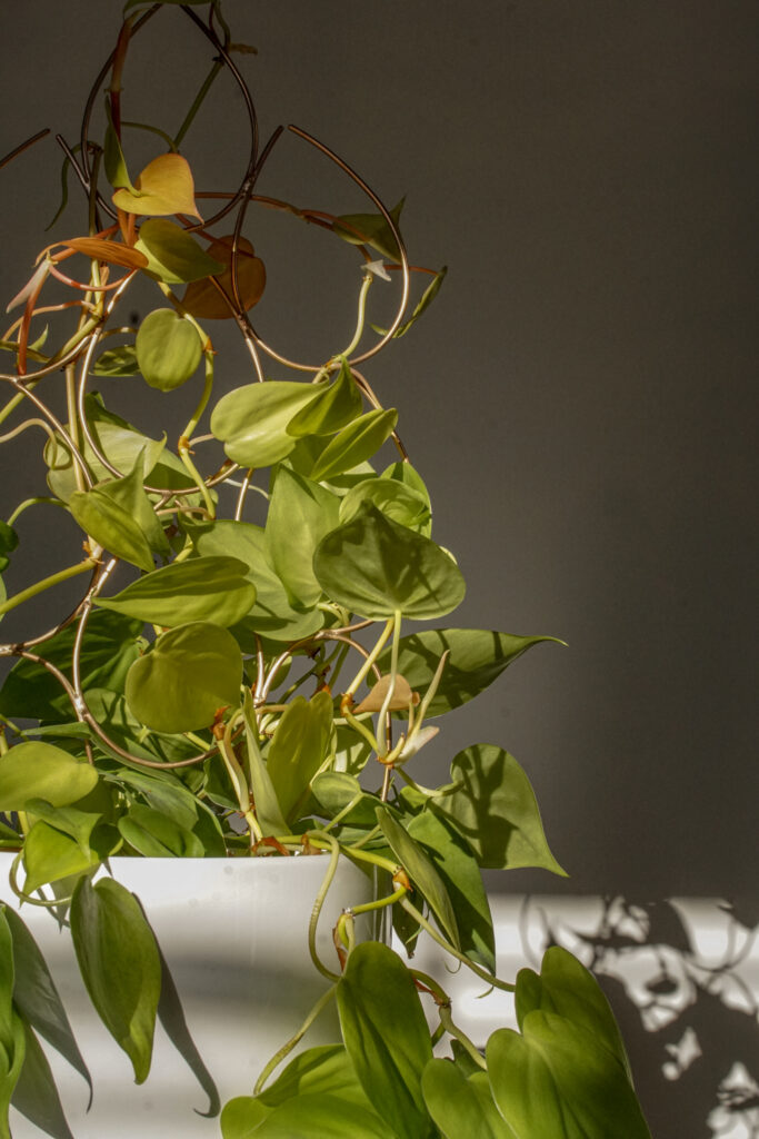 neon philodendron with bronze indoor plant trellis