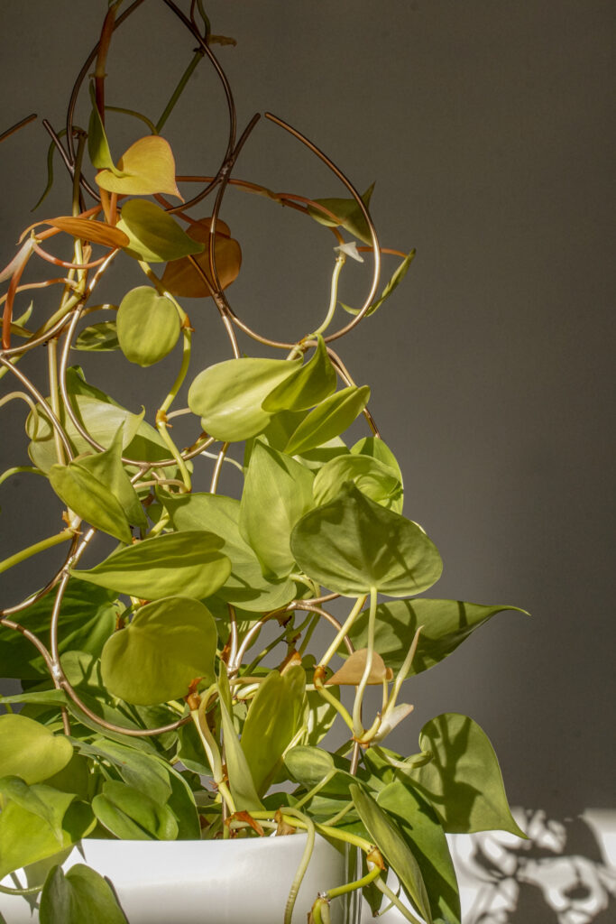 neon philodendron with bronze indoor plant trellis