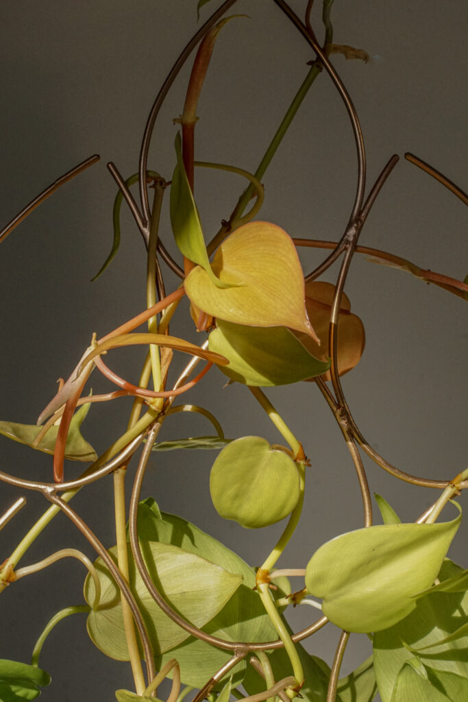 neon philodendron with bronze indoor plant trellis