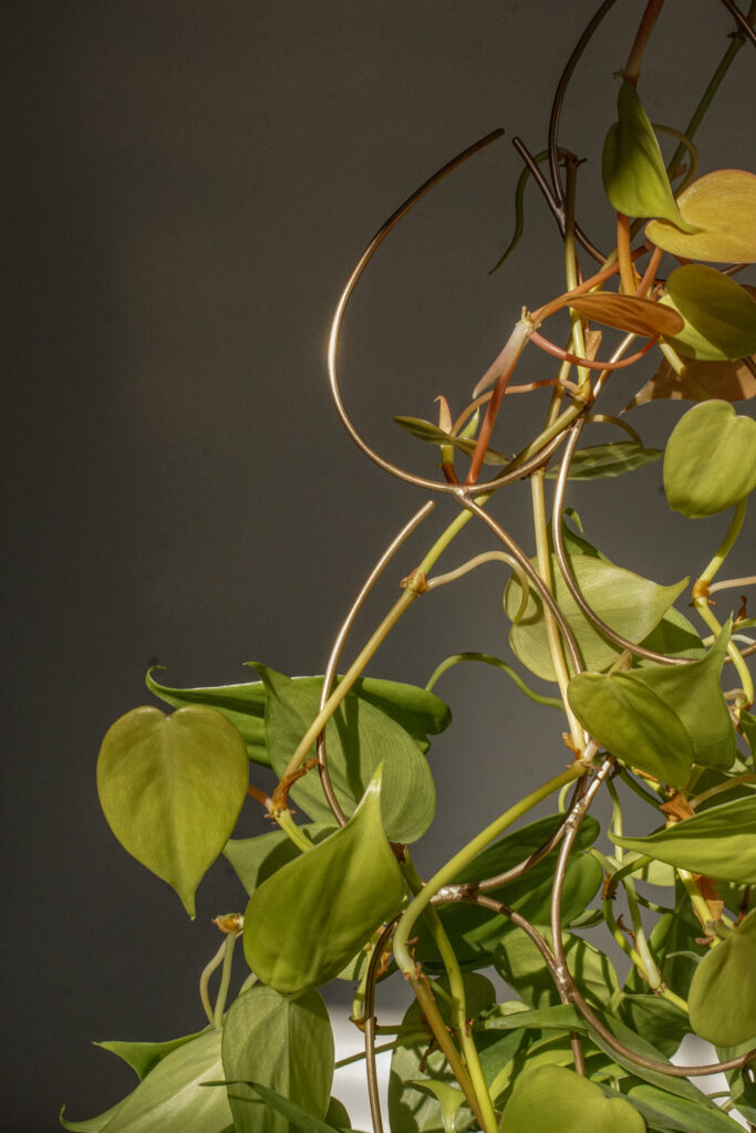 neon philodendron with bronze indoor plant trellis