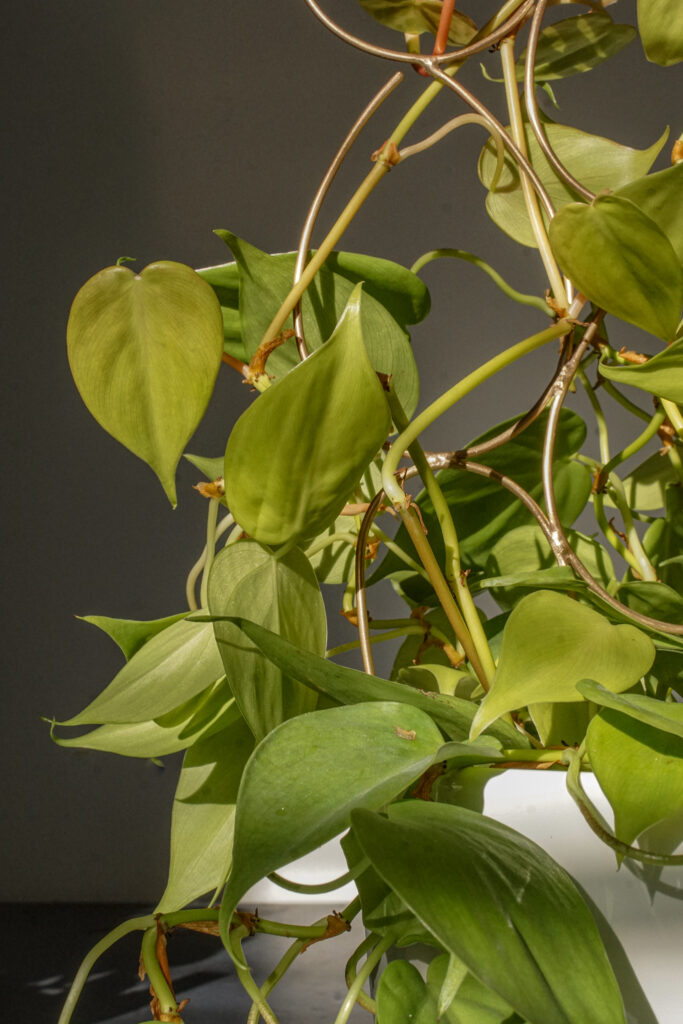 neon philodendron with bronze indoor plant trellis