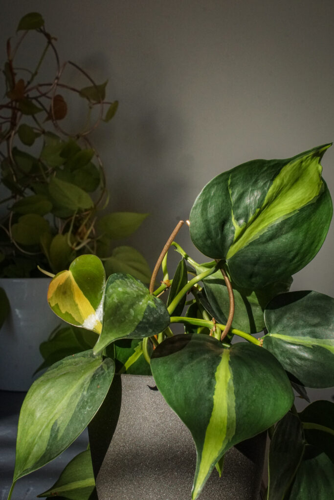 trailing philodendron brasil with plant stake on wooden desk