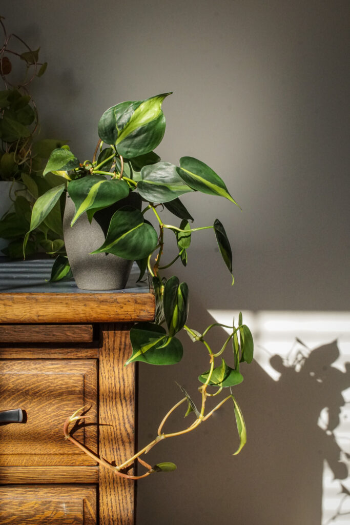 trailing philodendron brasil with plant stake on wooden desk