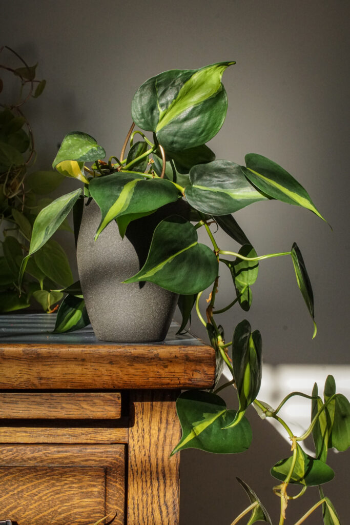 trailing philodendron brasil with plant stake on wooden desk