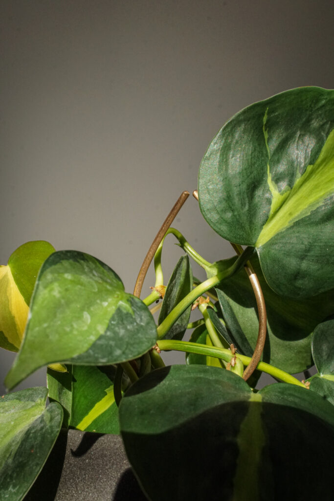 trailing philodendron brasil with plant stake on wooden desk