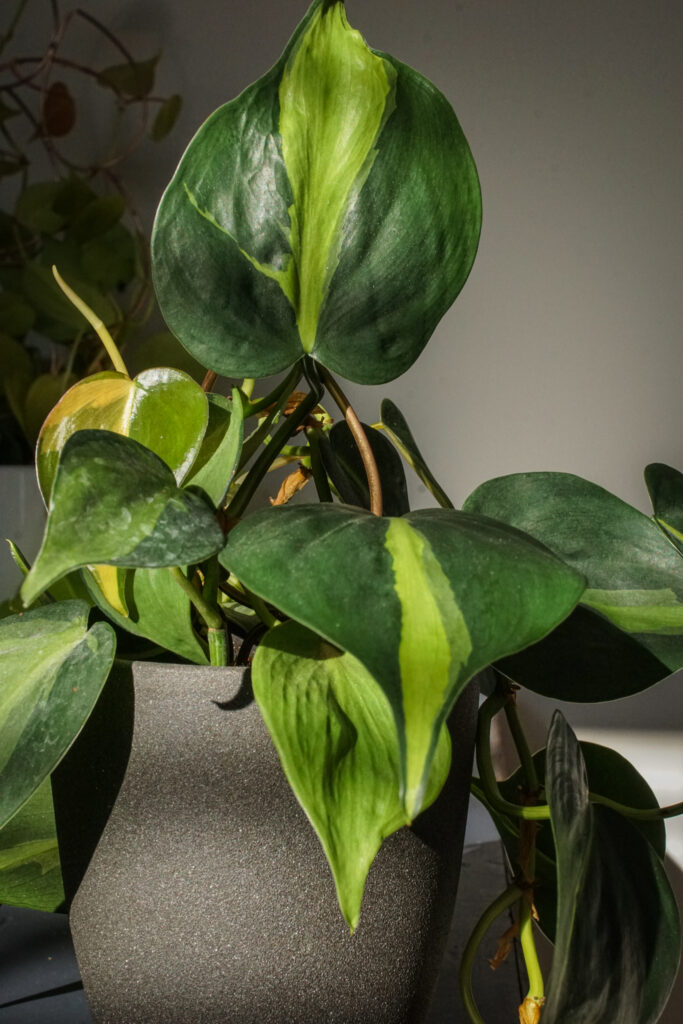 trailing philodendron brasil with plant stake on wooden desk