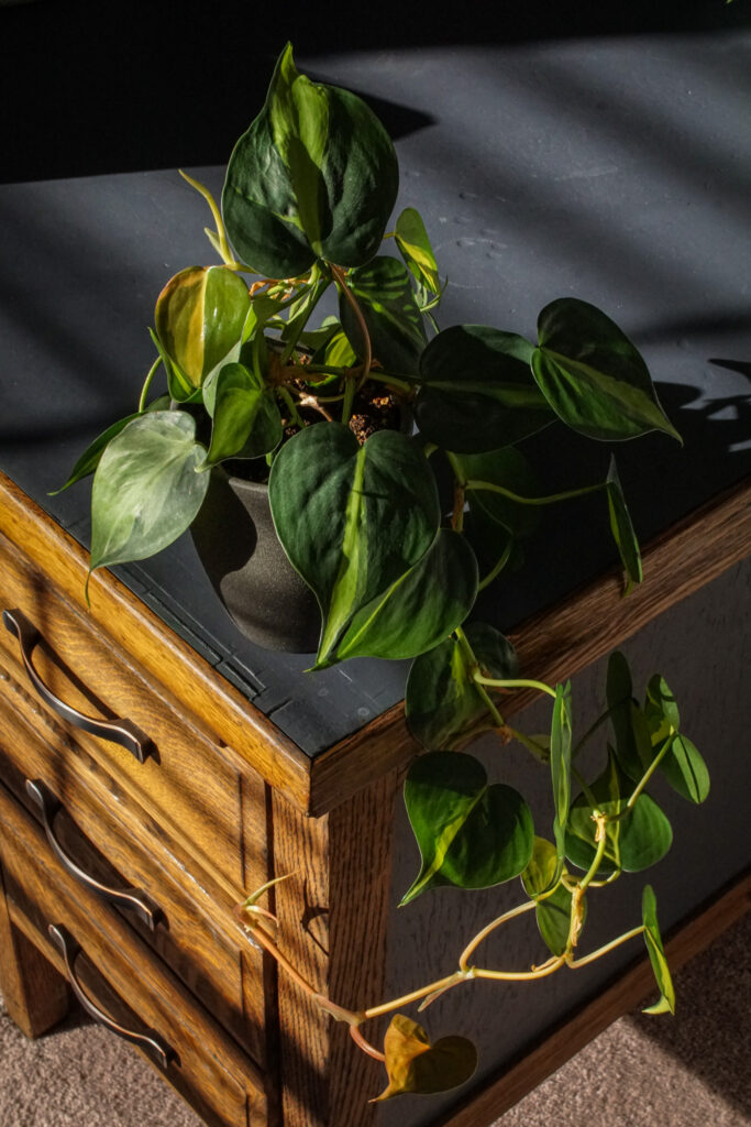 trailing philodendron brasil with plant stake on wooden desk