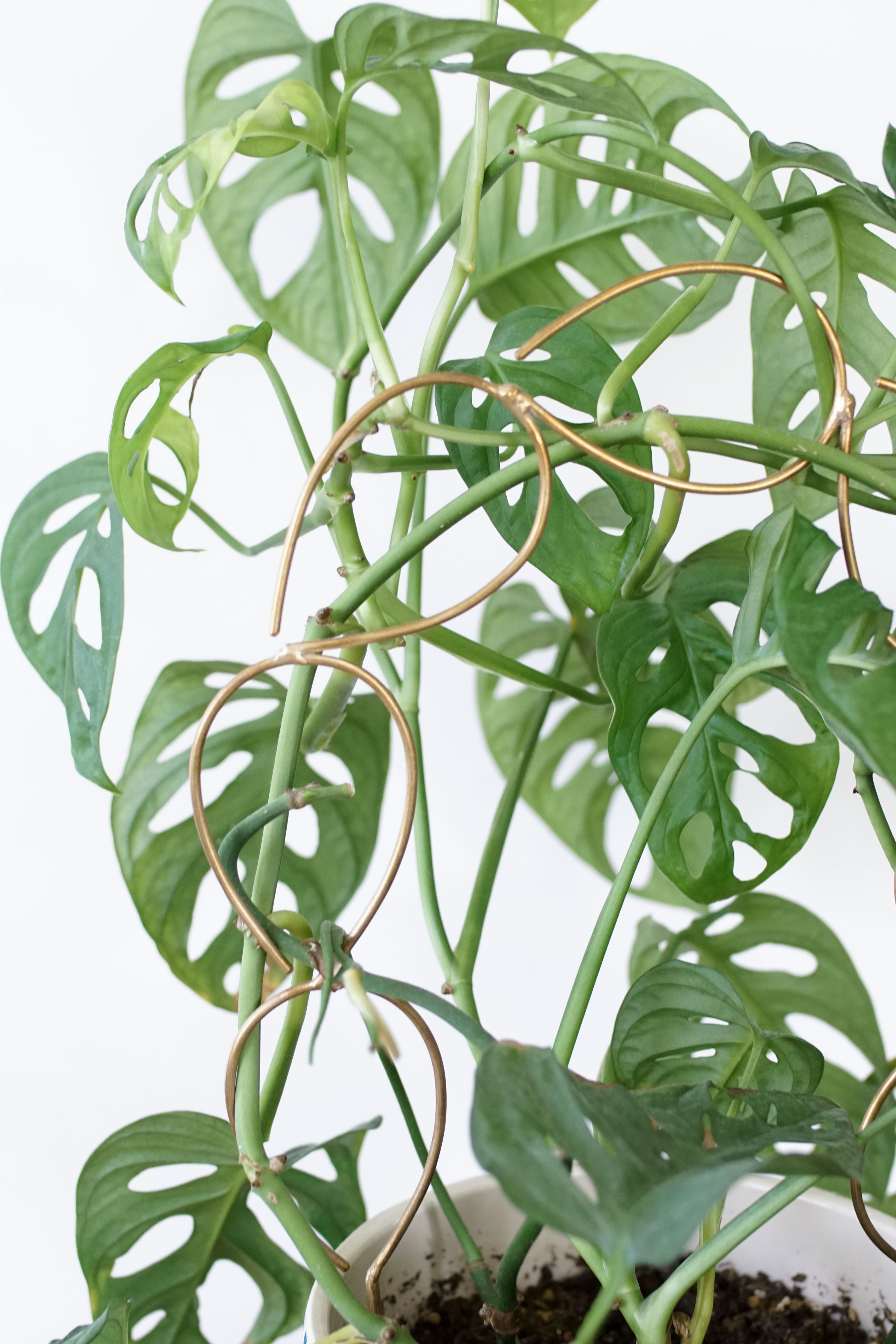 monstera adonsonii trailing around a bronze plant stake