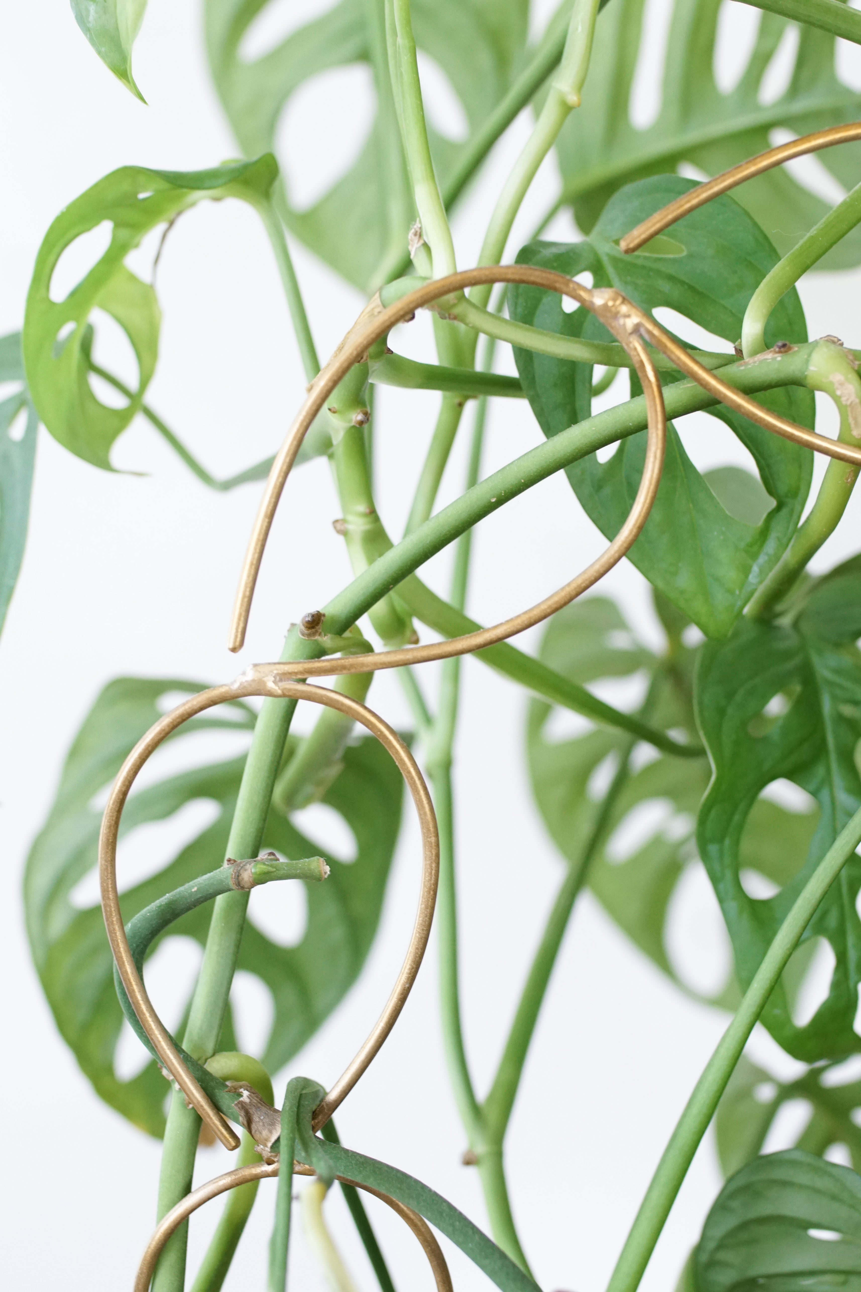 monstera adonsonii trailing around a bronze plant stake