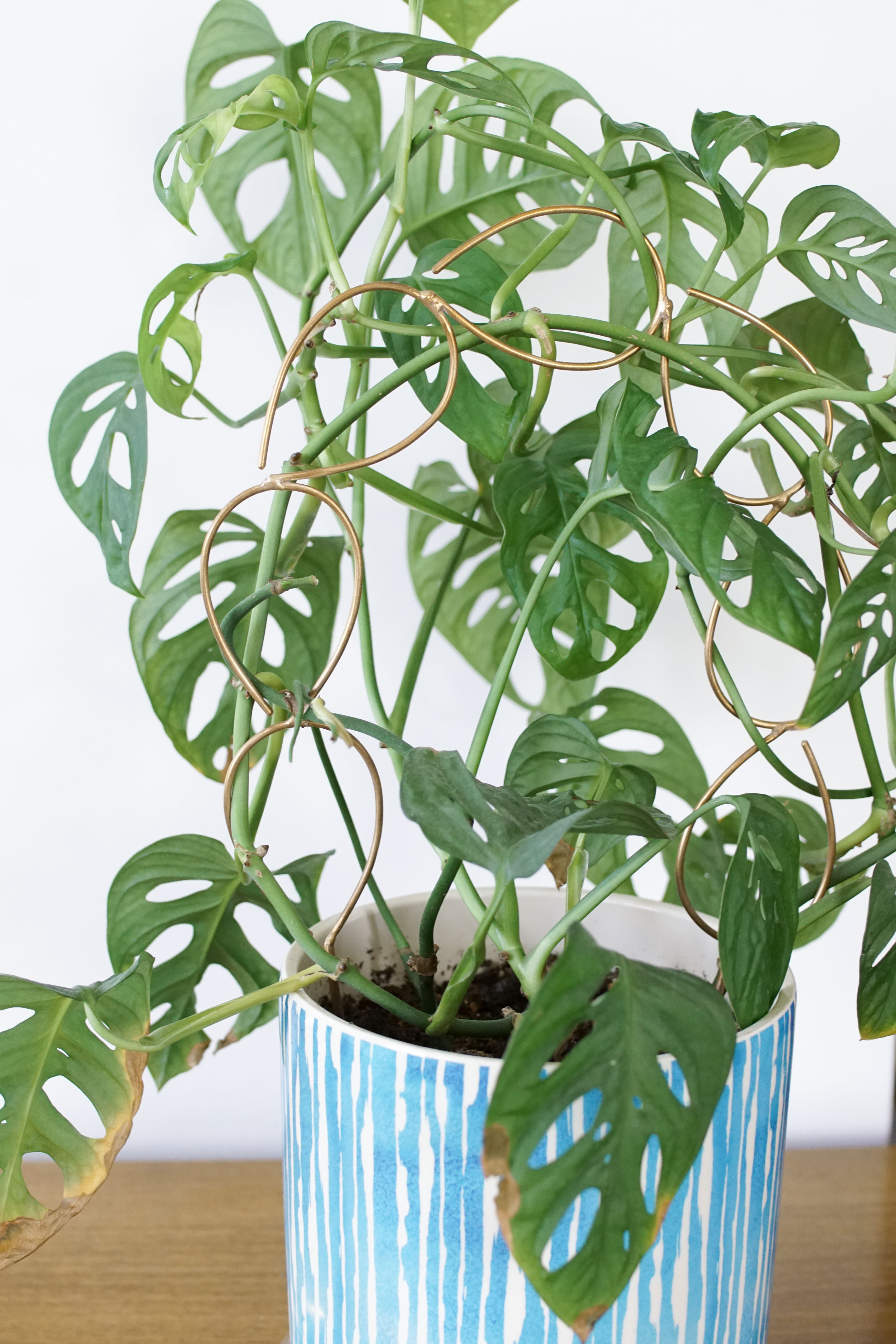 monstera adonsonii trailing around a bronze plant stake