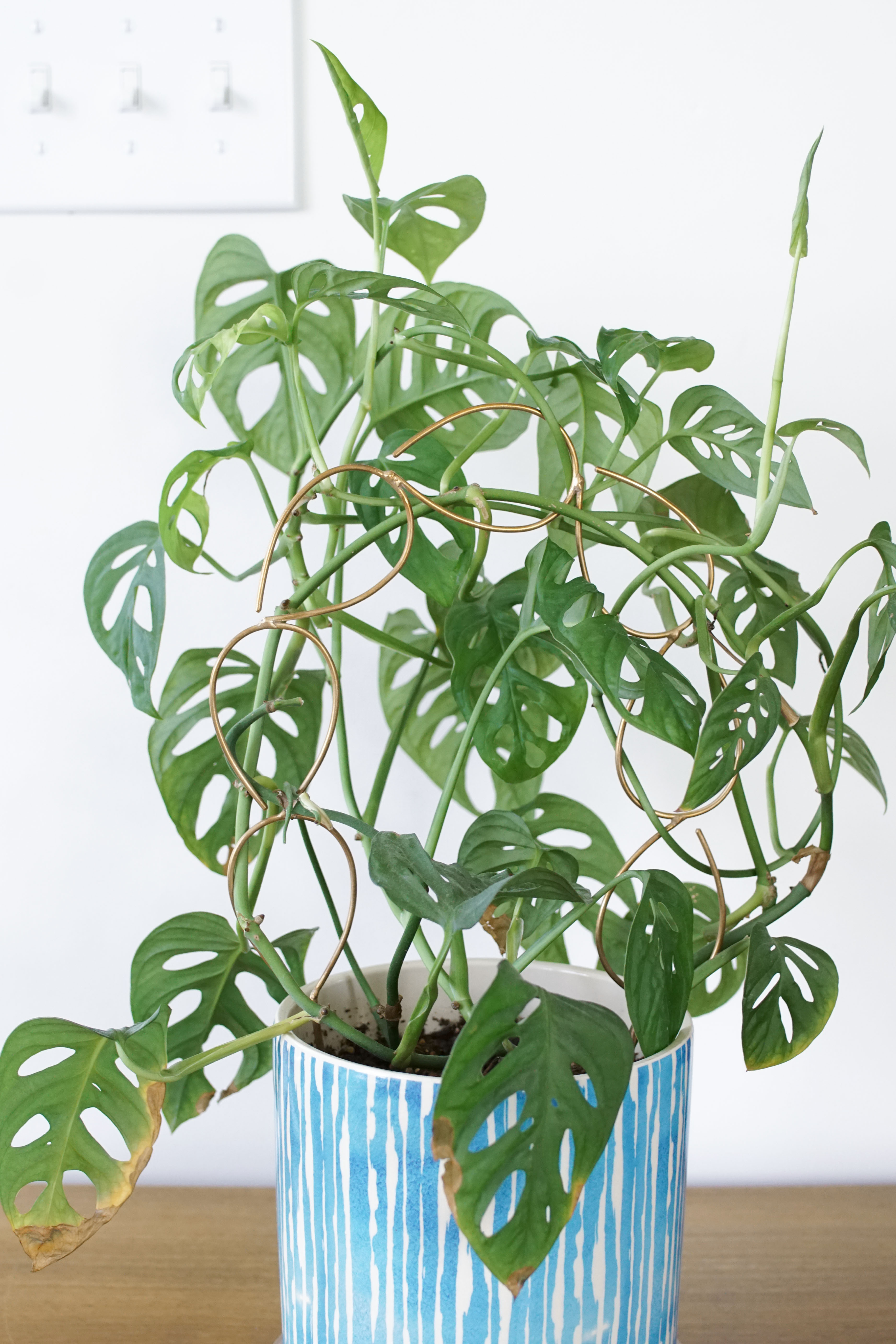 monstera adonsonii trailing around a bronze plant stake