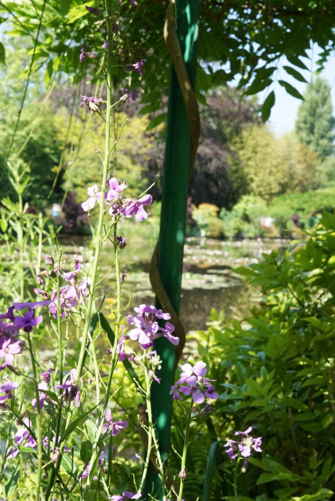 Monet's water lily pond