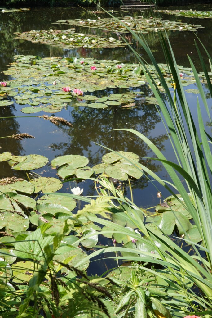 Monet's water lily pond