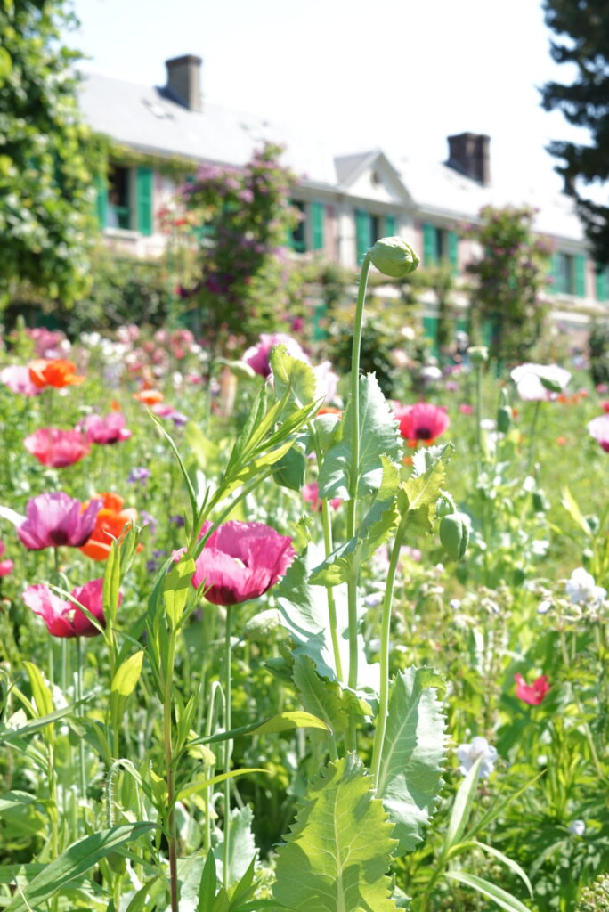 Monet's house and garden with poppies