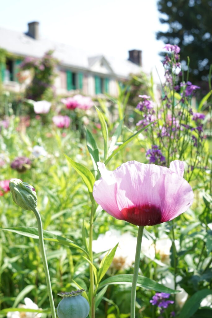 Monet's house and garden with poppies