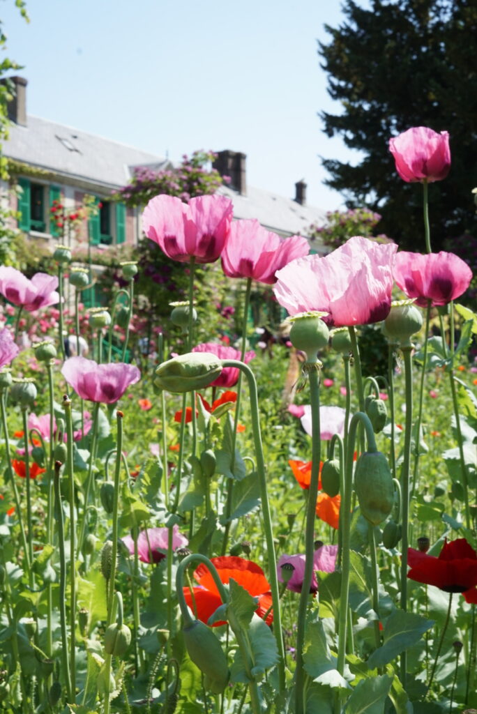 Monet's house and garden with poppies